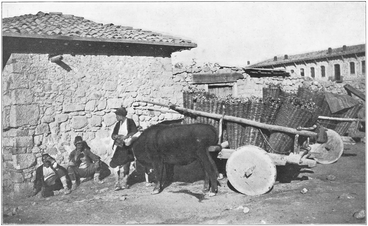 Afb. 35. Angora; ossenwagen.