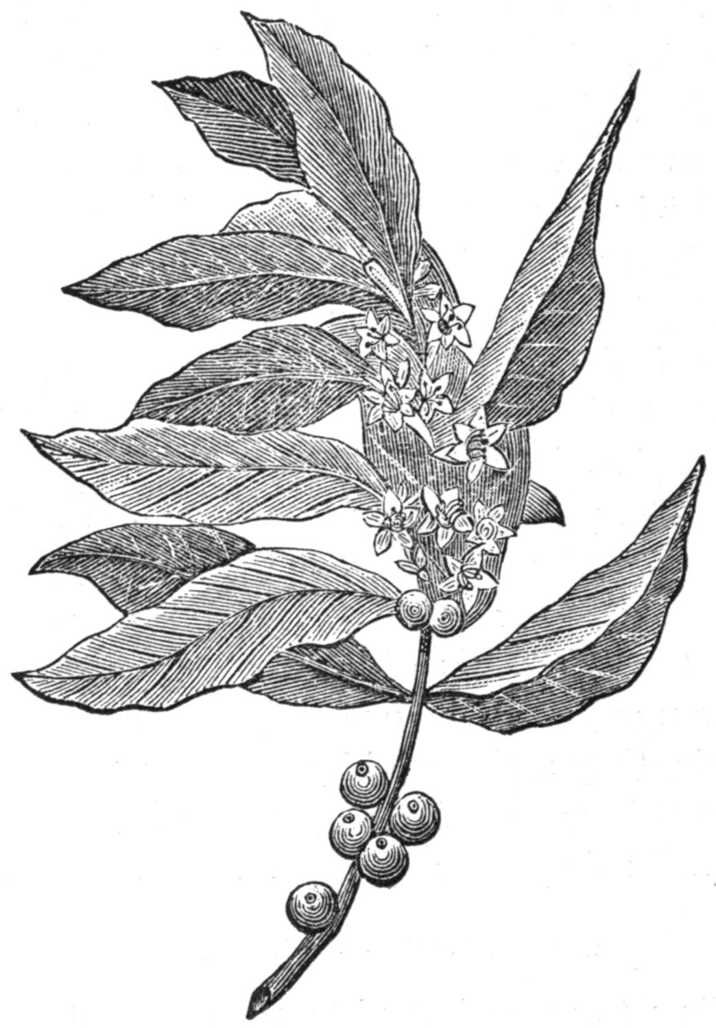 Branch with leaves, flowers and berries