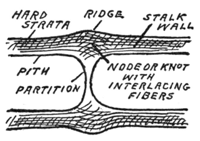 Sketch identifying
hard strata, ridge, stalk wall, pith, partition, and node.