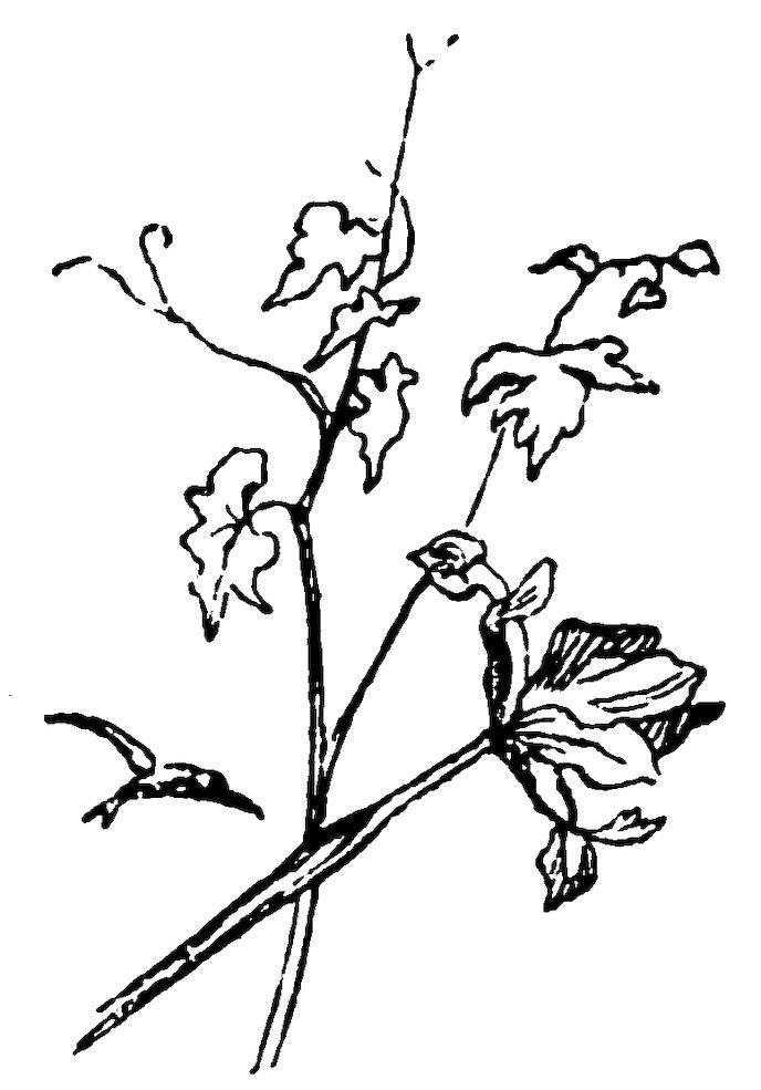 Climbing vines with leaves and a flower.