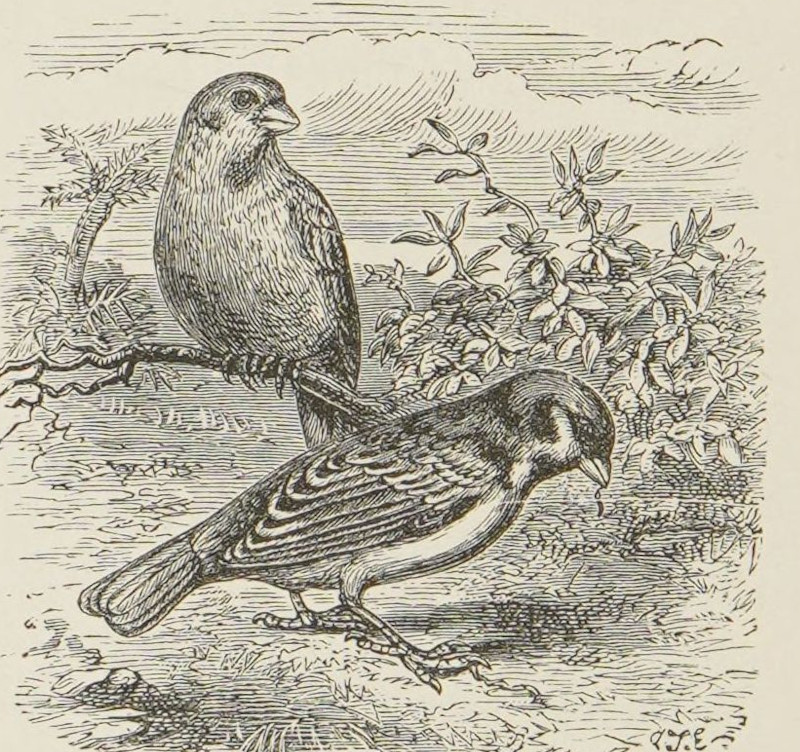 Sparrows and seeds.