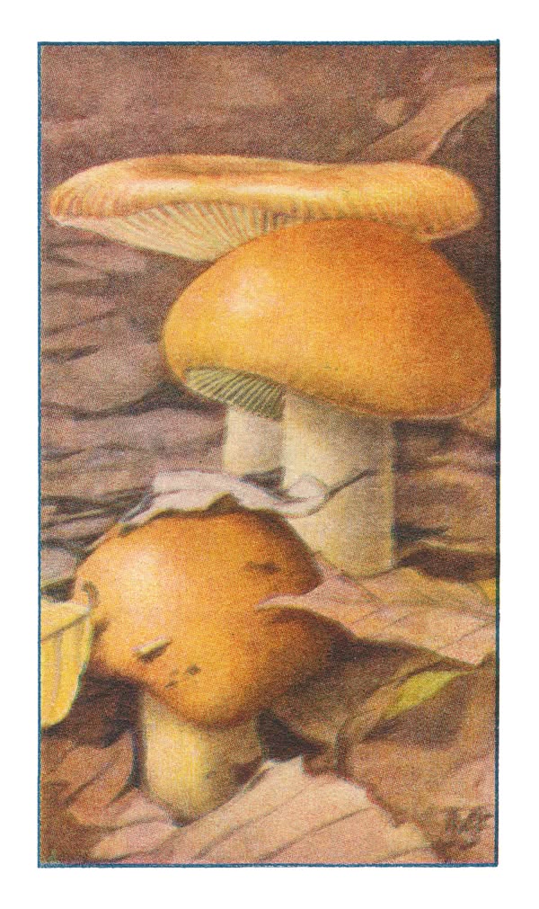 GELE GEELPLAAT RUSSULA †