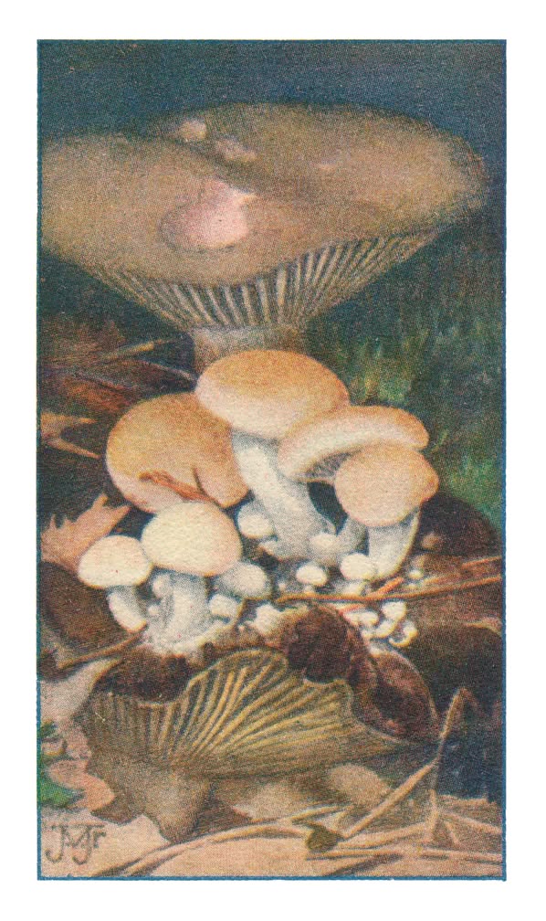 STERZWAMMETJE OP GROFPLAAT RUSSULA