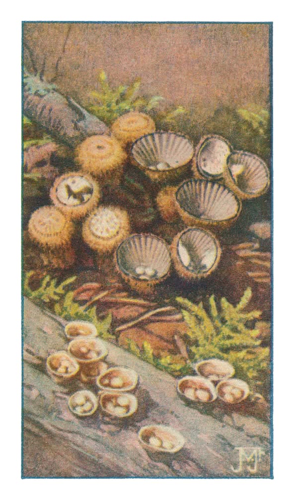 NESTZWAMMETJES