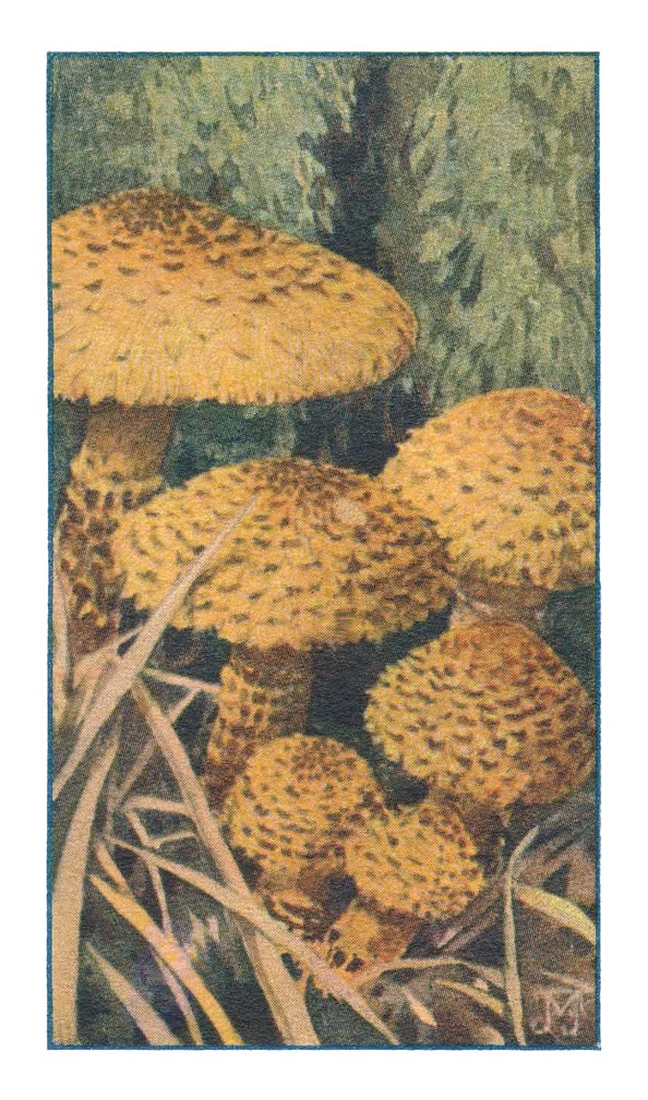 SCHUBBIGE PHOLIOTA