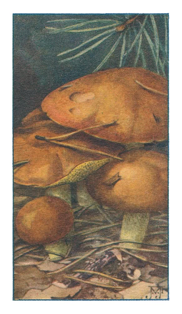 MELKBOLEET