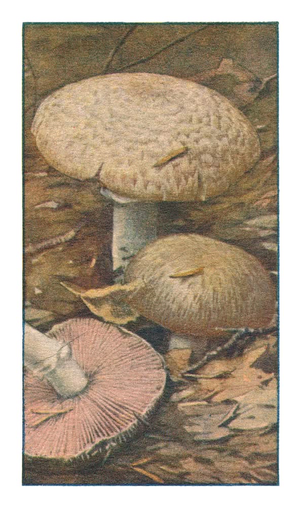 BOSCHCHAMPIGNON