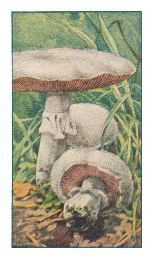 WEIDECHAMPIGNON