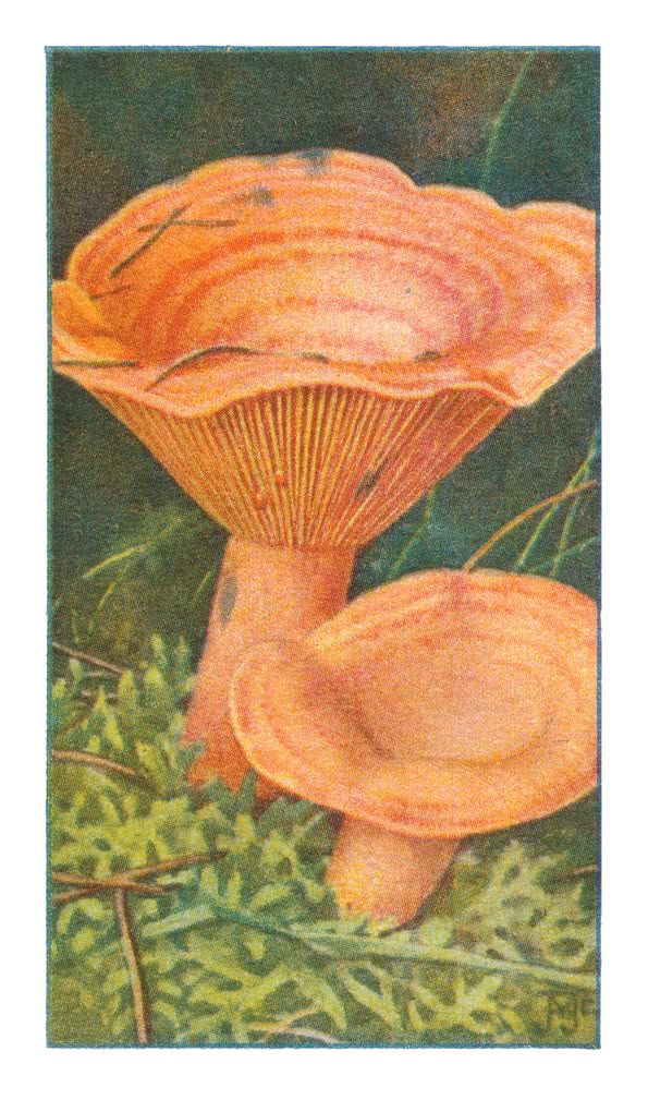 ORANJEGROENE MELKZWAM