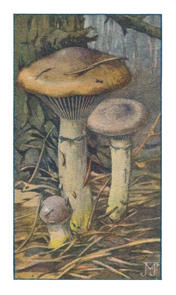 GEWONE SPIJKERZWAM