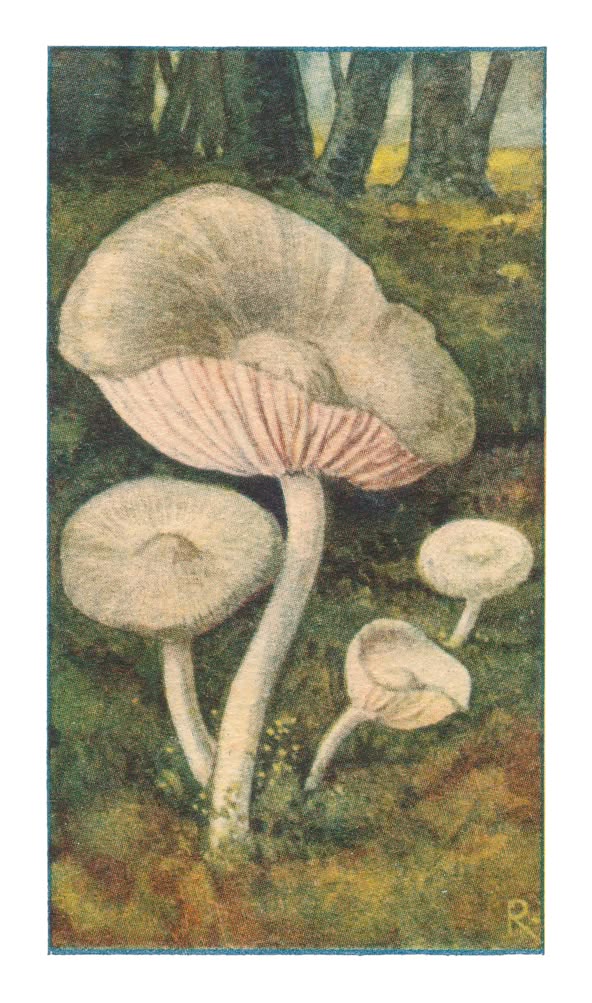 CHLOOR-ENTOLOMA