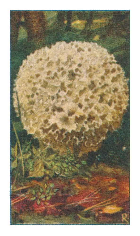 SPONSZWAM