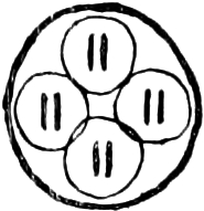 Abbildung von
Eimeridae