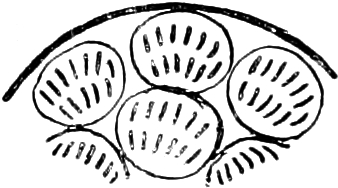 Abbildung von
Caryotrophidae
