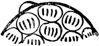 Abbildung von
Adeleidae, zweite Variante