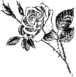[Die Rose]