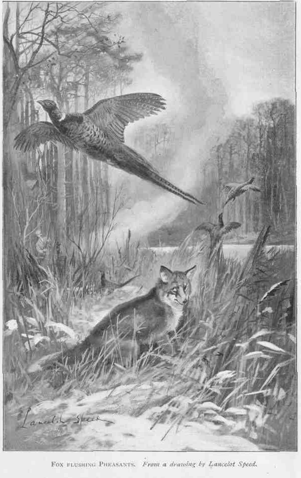 FOX FLUSHING PHEASANTS.
From a drawing by Lancelot Speed.