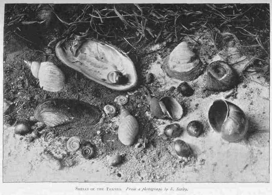 SHELLS OF THE THAMES.
From a photograph by E. Seeley.