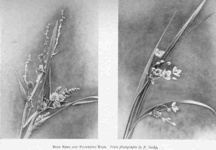 BURR REED AND FLOWERING RUSH.
From photographs by E. Seeley.