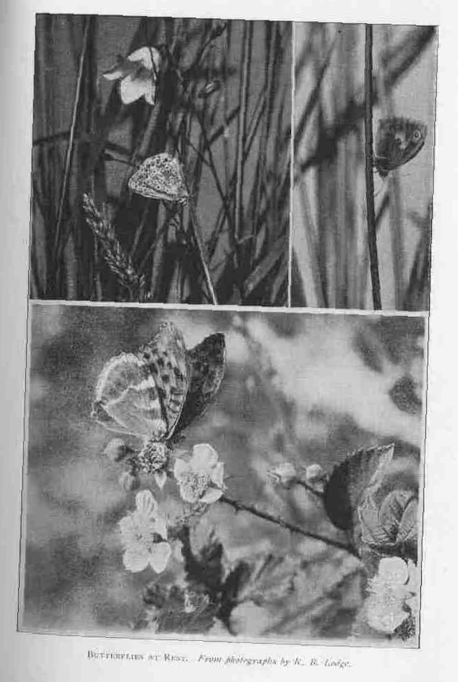 BUTTERFLIES AT REST.
From photographs by R.B. Lodge.