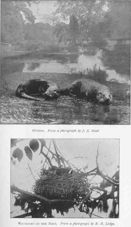 OTTERS.
From a photograph by J. S. Bond.
WATERHEN ON HER NEST.
From a photograph by R. B. Lodge.