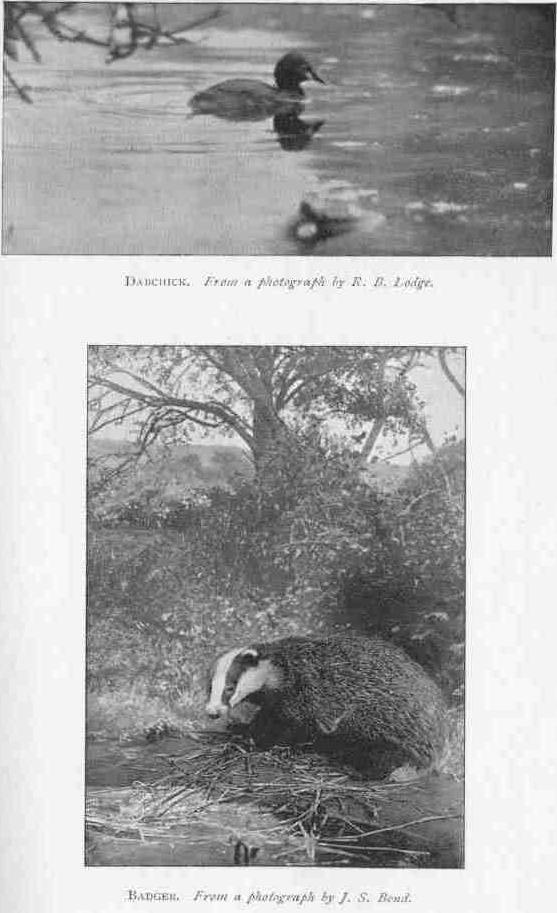 DABCHICK.
From a photograph by R.B. Lodge.
BADGER.
From a photograph by J.S. Bond.