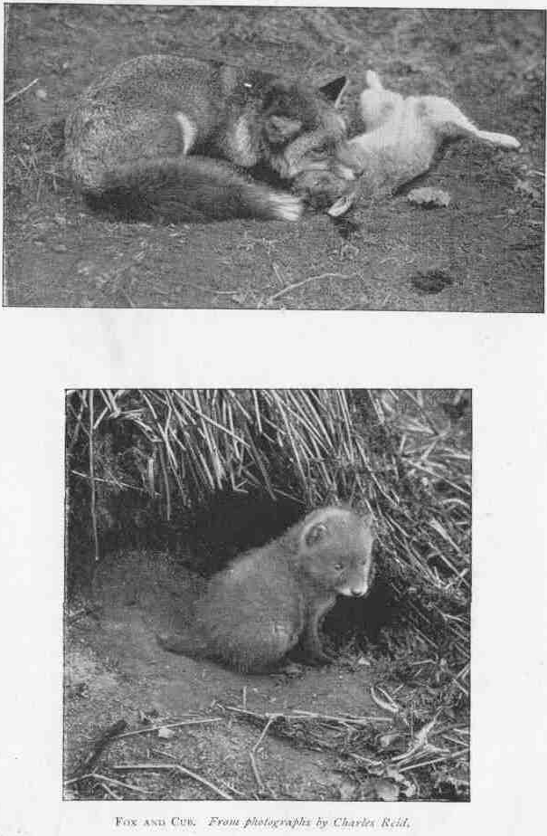 FOX AND CUB.
From photographs by Charles Reid.