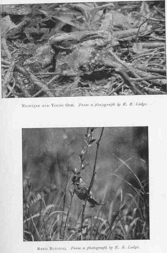 NIGHTJAR AND YOUNG ONE.
From a photograph by R.B. Lodge.
REED BUNTING.
From a photograph by R.B. Lodge.