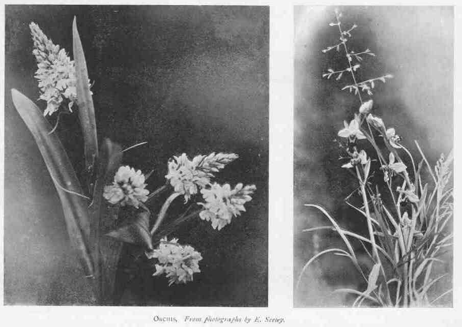 ORCHIS.
From photographs by E. Seeley.
