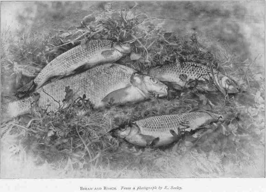 BREAM AND ROACH.
From a photograph by E. Seeley.