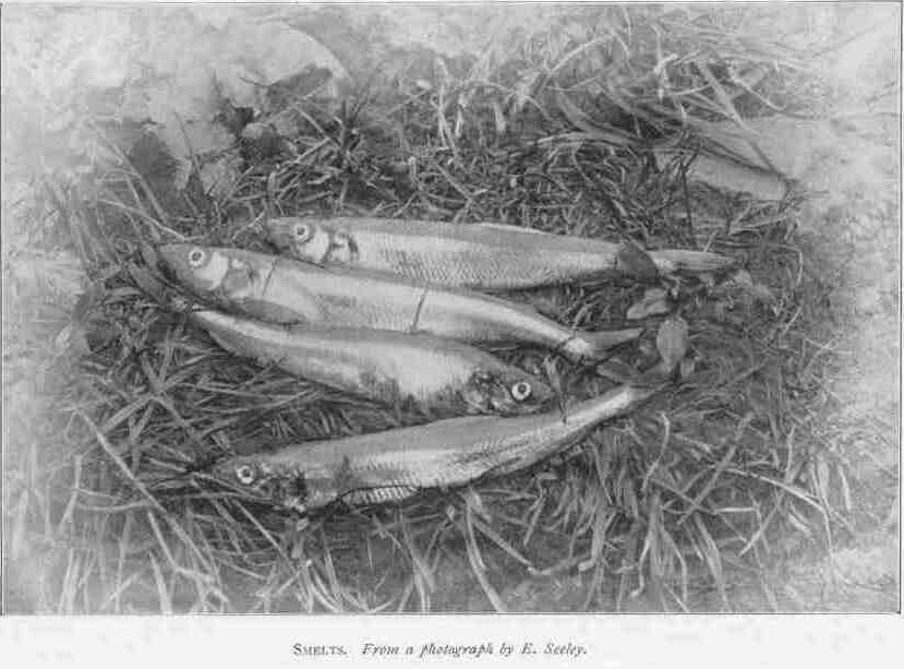 SMELTS.
From a photograph by E. Seeley.