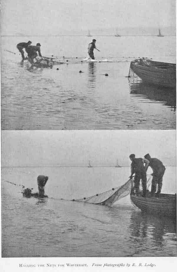 HAULING THE NETS FOR WHITEBAIT.
From photographs by R. B. Lodge.