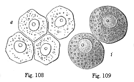 Fig.108. Four entodermic cells from the vesicle
of the rabbit. Fig. 109. Two entodermic cells from the embryonic vesicle of the
rabbit.