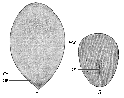 Fig.121. Oval embryonic shield of the
rabbit.