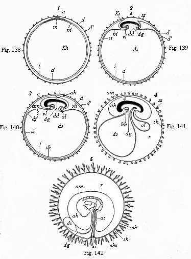 Figs. 138 to 142. Five diagrammatic
longitudinal sections of the maturing mammal embryo and its envelopes.