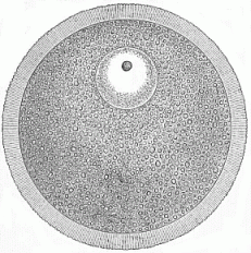 Fig.14 The
human ovum.