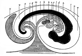 Fig.147. Median longitudinal section of the
embryo of a chick (fifth day of incubation), seen from the right side (head to
the right, tail to the left).