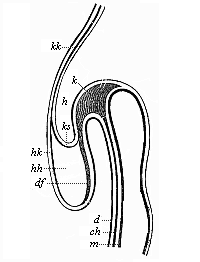 Fig.148. Longitudinal
section of the fore half of a chick-embryo at the end of the first day of
incubation (seen from the left side).