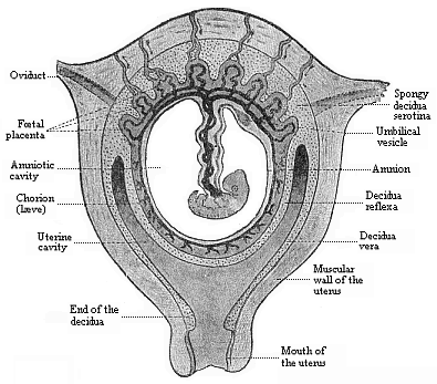 Fig.198. Frontal
section of the pregnant human womb.