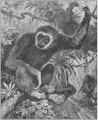 Fig.203. Lar or white-handed gibbon
(Hylobates lar or albimanus), from the Indian mainland.