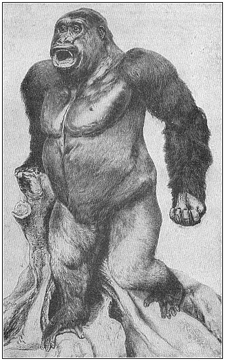 Fig.209. Male giant-gorilla (Gorilla
gigas), from Yaunde, in the interior of the Cameroons. Killed by H. Paschen,
stuffed by Umlauff.