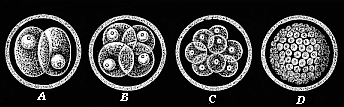 Fig.229. Original or primordial ovum-cleavage.
