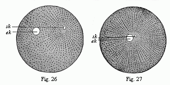 Figs.
26 and 27 Impregnation of the ovum of the sea-urchin.