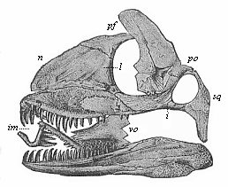 Fig.266. Skull of a
Permian lizard (Palaehatteria longicaudata).