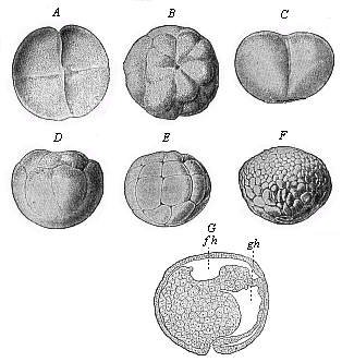 Fig.51. Gastrulation of ceratodus.