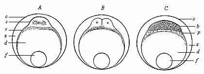 Fig.53. Ovum-segmentation of a bony fish.