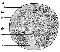 Fig.64. Blastula of the
opossum (Didelphys).