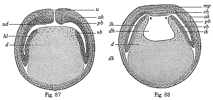 Figs. 87 and 88. Diagrammatic vertical section of
coelomula-embryos of vertebrates.