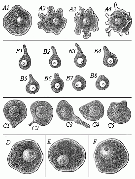 Fig. 13--Ova of various animals, executing amœboid movements.