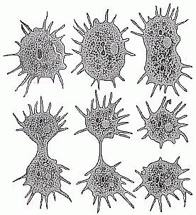 Fig. 17--Division of a unicellular amœba.